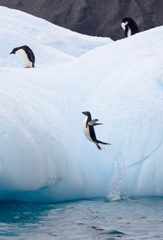 Adélie Penguin Jumping Onto Iceberg